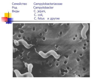 Семейство Campylobacteriaceae