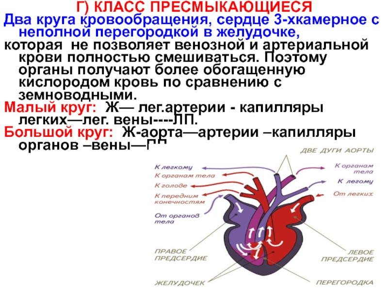 У пресмыкающихся трехкамерное сердце без перегородки. Трехкамерное сердце с неполной перегородкой в желудочке. Перегородка в желудочке. Неполная перегородка в желудочке. Неполная перегородка в желудочке сердца у пресмыкающихся.