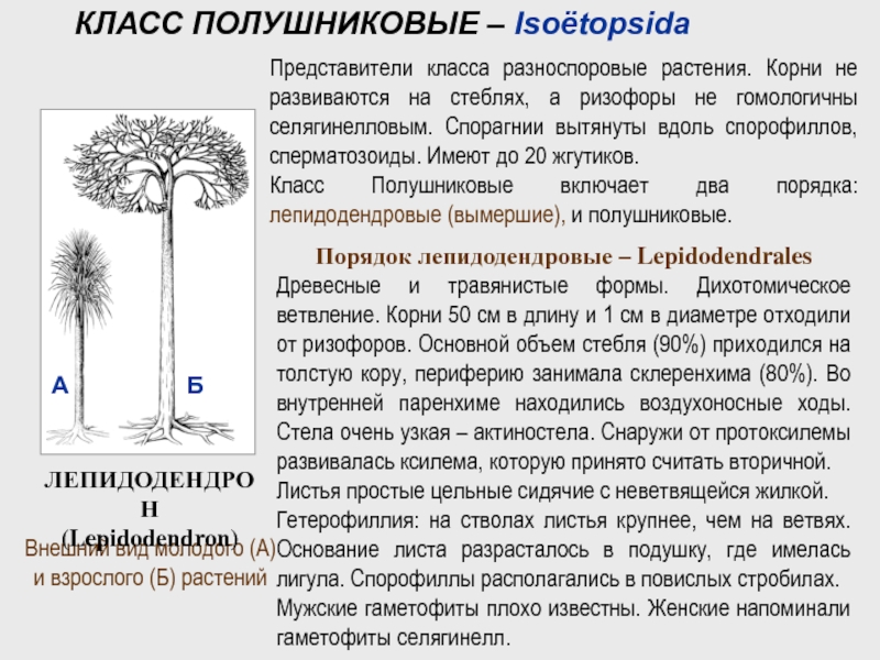 Представители порядков. ЛЕПИДОДЕНДРОВЫЕ. Лепидодендрон растение. Порядок ЛЕПИДОДЕНДРОВЫЕ виды. Лепидодендрон корни.