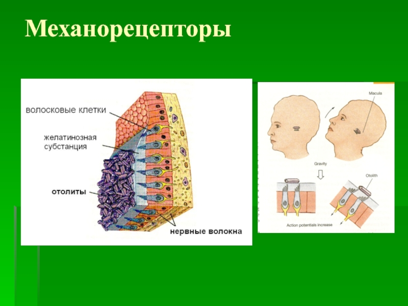 Виды механорецепторов презентация