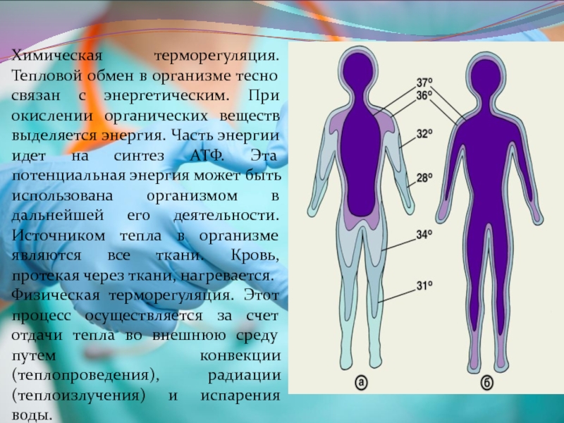 Теплообмен у детей. Тепловой обмен организма. Тепловой обмен организма физиология. Химическая терморегуляция. Терморегуляция презентация.