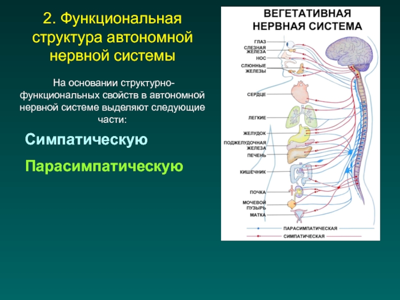 Нервы симпатического отдела. Строения вегетативной нервной системы. Схема кратко. Строение и функции отделов вегетативной нервной системы. Автономный вегетативный отдел нервной системы. Вегетативная автономная нервная система.