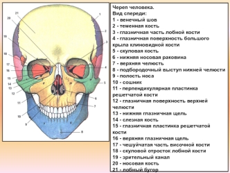 Череп человека