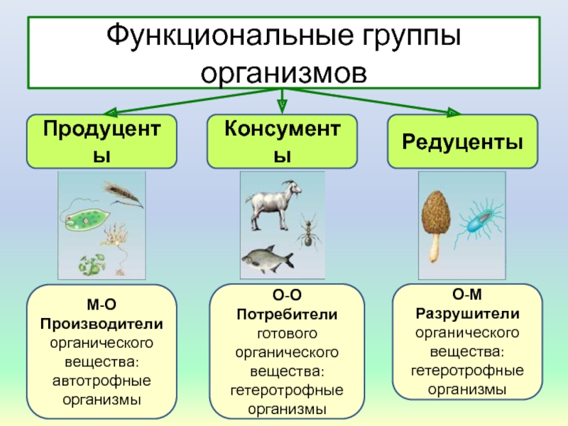 Чем отличаются консументы 1 порядка от 2. Продуценты консументы редуценты порядок. Функциональные группы организмов в экосистеме.