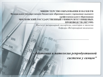 Анатомия и патология репродуктивной системы у самцов