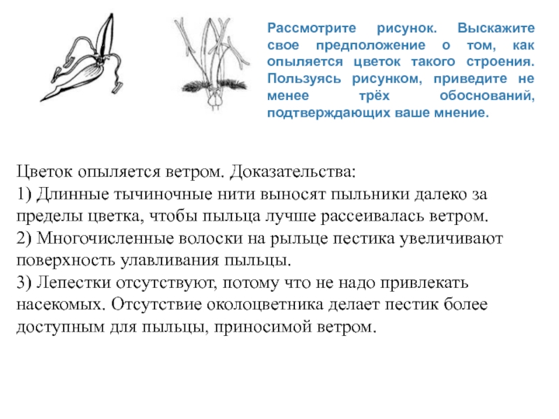 Как опыляется сосна ветром или насекомыми