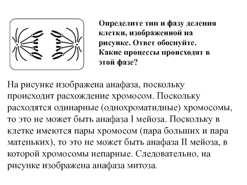 Назовите тип и фазу деления клетки изображенной на рисунке какие процессы они иллюстрируют