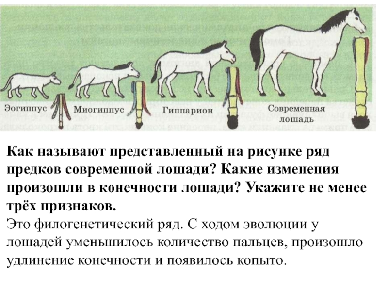 Схема исторического развития лошади какая наука