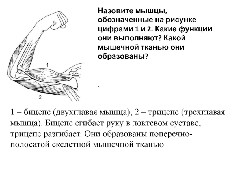 Назовите части пестика обозначенные на рисунке цифрами 1 2 3 и функции которые они выполняют