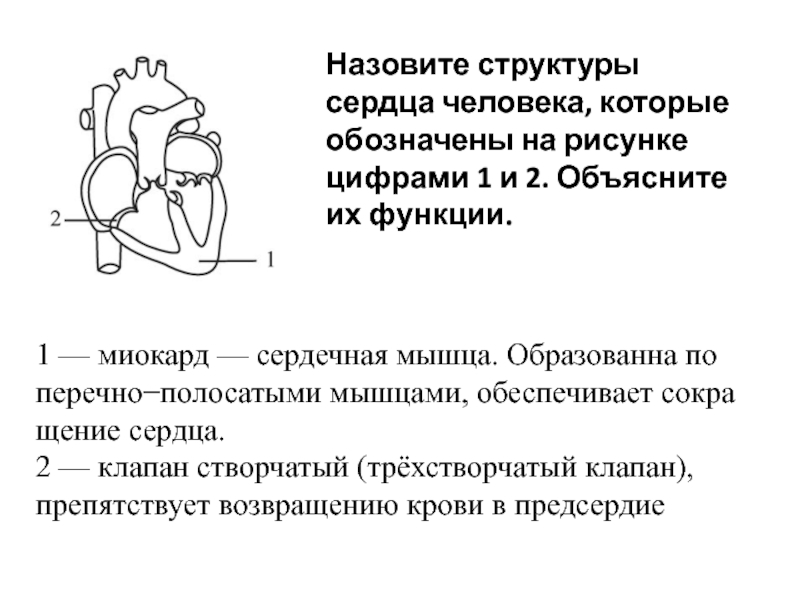 Установите соответствие между характеристиками и организмами обозначенными на рисунке