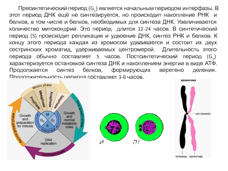 3 этапа интерфазы. Схема интерфазы пресинтетический синтетический и постсинтетический. Синтетический период интерфазы набор хромосом. Синтетический период интерфазы митоза. Интерфаза 1 процессы.