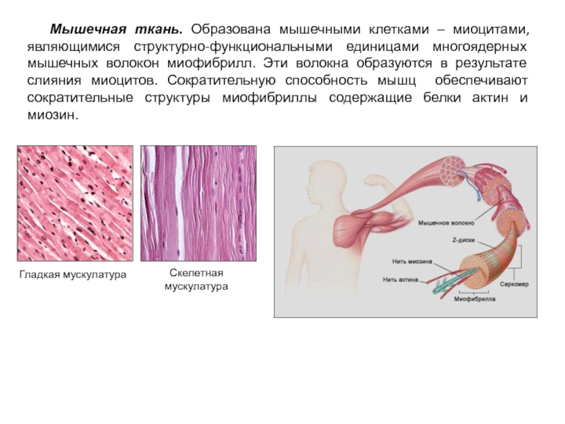 Многоядерные ткани. Миоцит структурная единица. Сократительные клетки мышечной ткани. Сократительная структурно-функциональная единица мышечного волокна. Клетки мышечного волокна образуют пучки.
