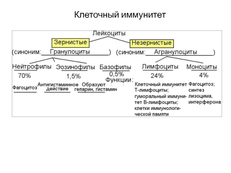 Клеточный иммунитет. Неклеточный иммунитет это. Клеточный иммунитет кратко. Клеточный иммунитет функции.