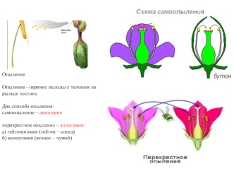 Опыление. Самоопыление