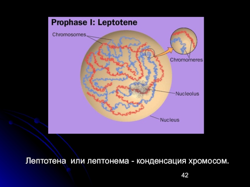 На клетку номер 3. Лептонема зигонема. Хромосомы на стадии пахитены. Лептотена это в биологии. Конденсация хромосом.