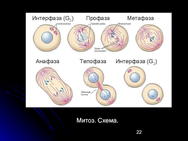 Интерфаза клетки. Интерфаза и митоз 1. Схема интерфазы митоза. Интерфаза митоза 2н4с. Митоз схема g1.