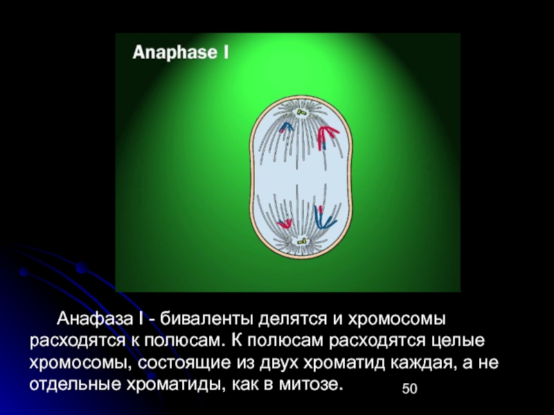 Хромосомы расходятся к полюсам. В анафазе к полюсам расходятся хромосомы. Что расходится к полюсам в анафазе в митозе. Хроматиды расходятся к прлбсам в.