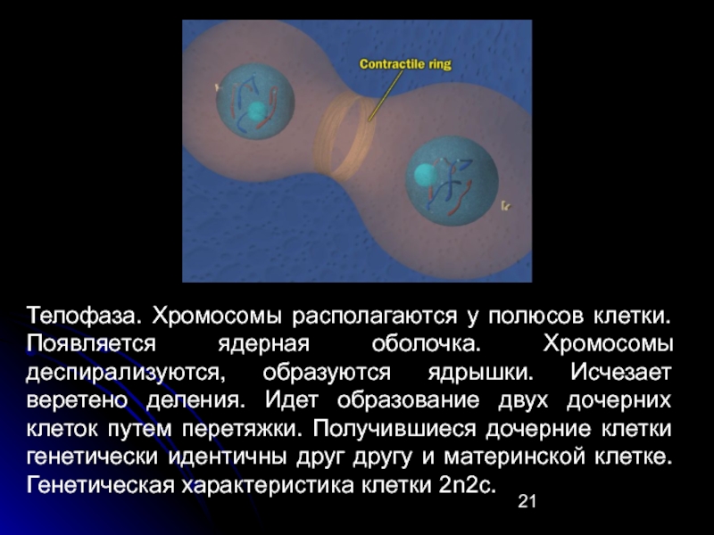 Образуется 2 клетки. Образование двух клеток. Дочерние хромосомы деспирализуются у полюсов клетки. Дочерние клетки генетически идентичны. Хромосомы к полюсам.