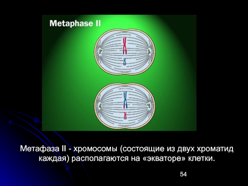 Биваленты выстраиваются по экватору. Храмасомы распологается на экватаре коетки. Хромосомы располагаются по экватору клетки. Метафаза. Хромосомы располагаются на экваторе клетки в.