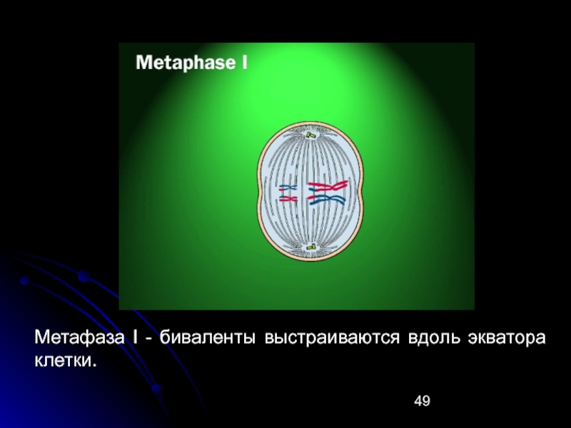 Расположение бивалентов в плоскости экватора. Биваленты в метафазе. Биваленты на экваторе клетки. Биваленты выстраиваются по экватору клетки. Биваленты в метафазе 1.