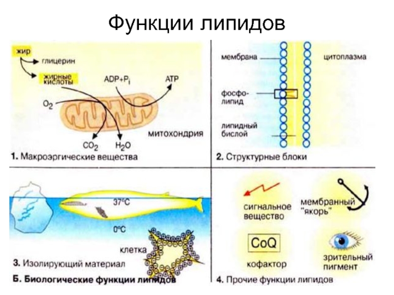 Липиды презентация 9 класс по биологии