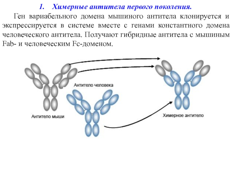 Химерные изображения интерпретация