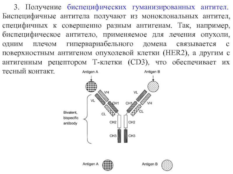 Схема получения моноклональных антител