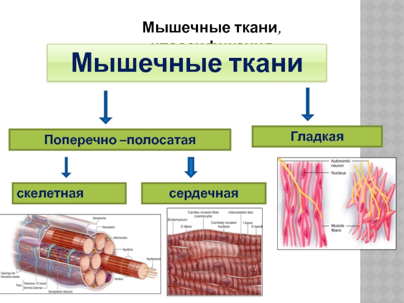 Поперечно полосатая мышечная ткань рисунок