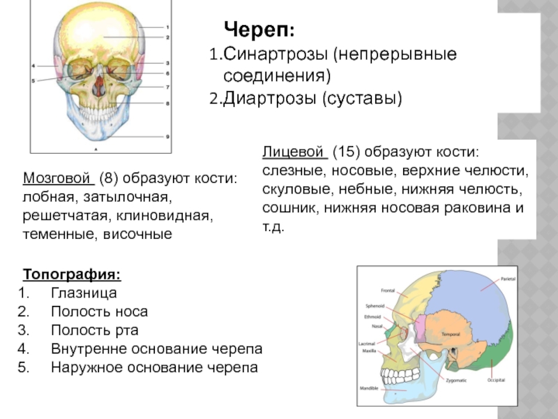 Костя образованные. Соединения костей черепа анатомия швы. Кости мозгового черепа. Затылочная и решетчатая кости. Швы черепа анатомия теменная кость. Кости лицевого черепа их строение соединения.