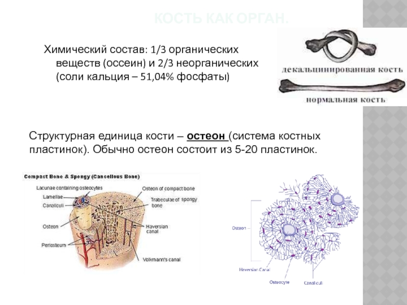 Состав костей. Состав костей оссеин. Из чего состоит кость человека химический состав. Химический состав костей схема. Химический состав кости оссеин.