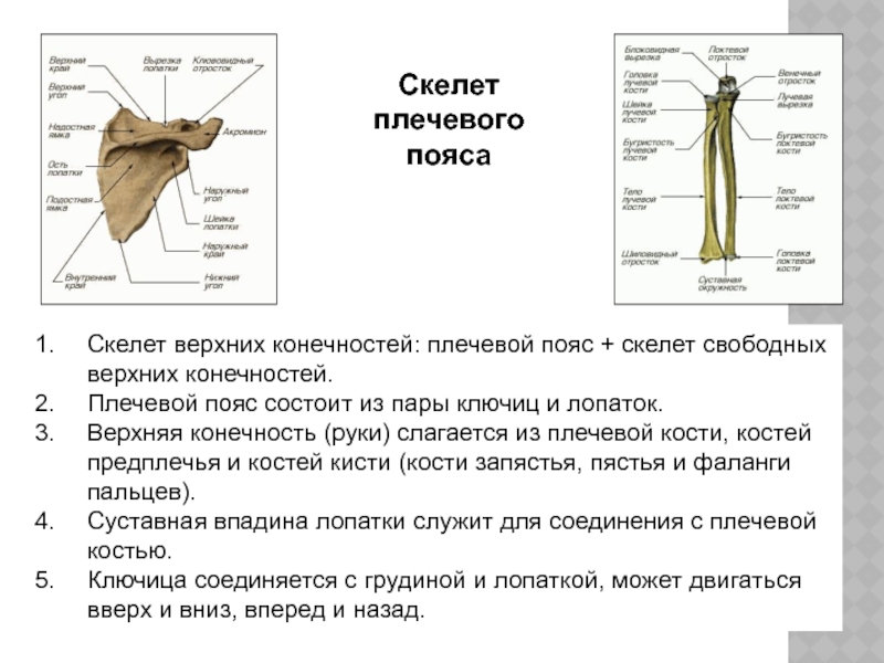 Скелет верхних конечностей скелет плечевого пояса. Из чего состоит скелет плечевого пояса. Скелет пояса верхних конечностей (плечевого пояса). Анатомо-физиологическая характеристика скелета плечевого пояса.. Из каких костей состоит плечевой пояс.