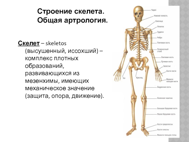 Органы опоры и движения животных