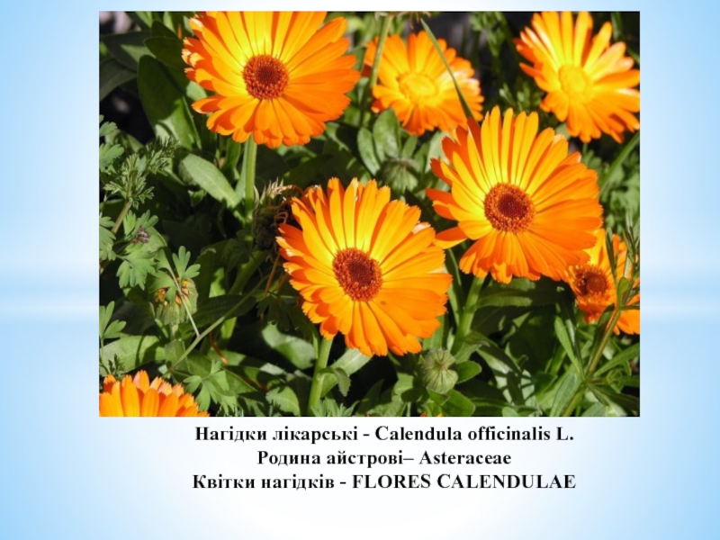 Реферат: Нагідки лікарські - Calendula Officinalis L