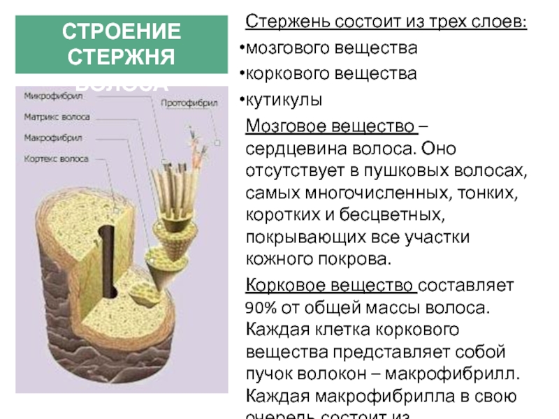 Вещества входящие в состав волоса схема