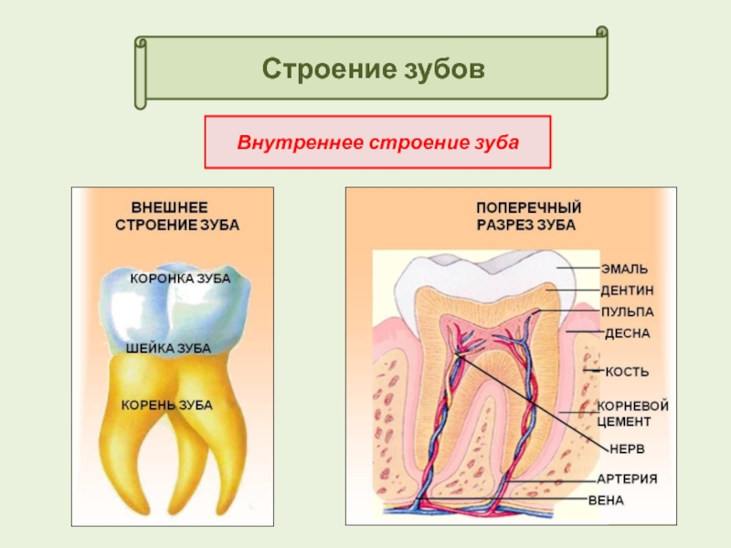 Зубы анатомия. Строение зуба. Внутреннее строение зуба. Строение зуба анатомия. Внешнее и внутреннее строение зуба человека.