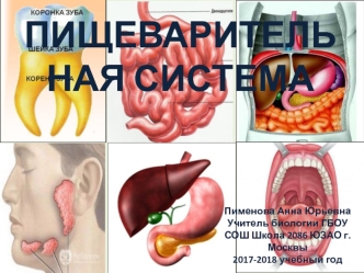 Пищеварительная система