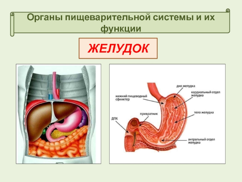 Органы пищеварения 4 класс. Органы пищеварения. Органы пищиварительной система. Органный пищеварительной системы.