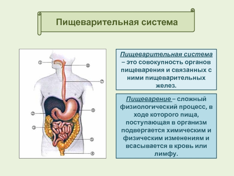 Какую функцию выполняют органы пищеварительной железы
