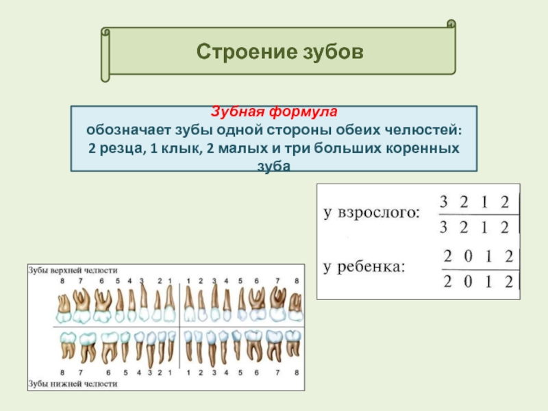 Зубная формула у детей