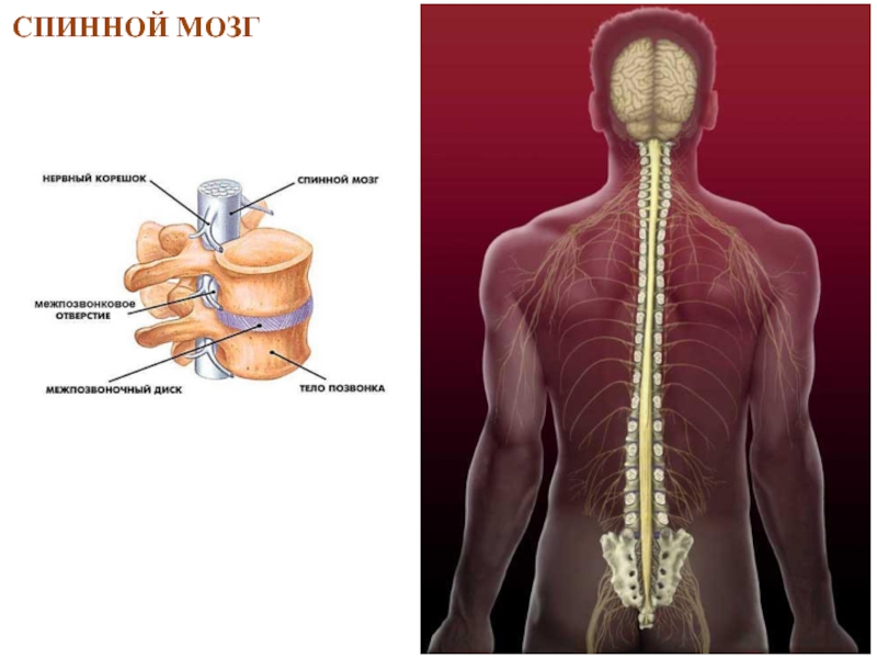 Головной и спинной мозг презентация