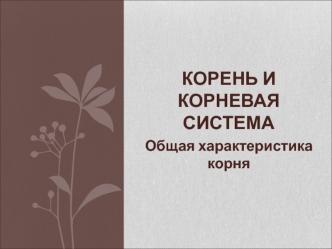 Корень и корневая система. Общая характеристика корня