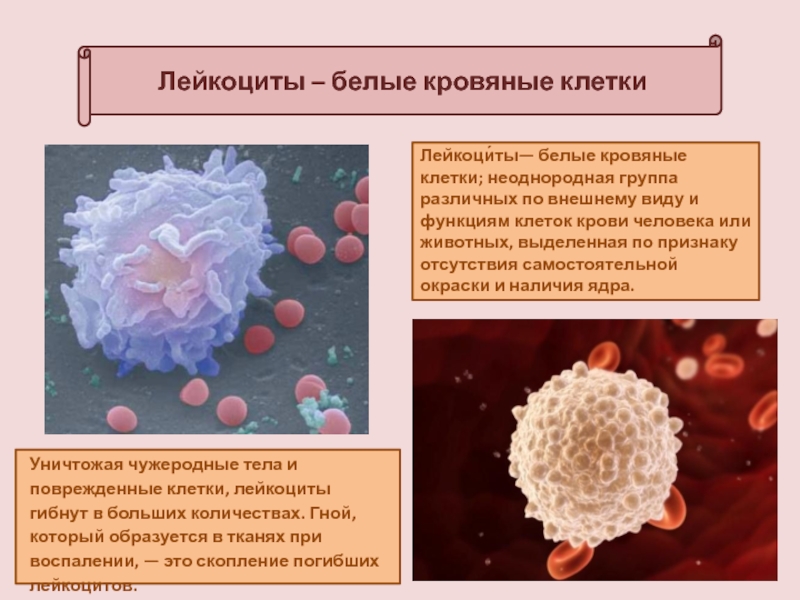 Лейкоциты крови способны. Лейкоциты анатомия человека. Строение лейкоцитов. Лейкоциты их строение. Лейкоциты строение клетки крови.