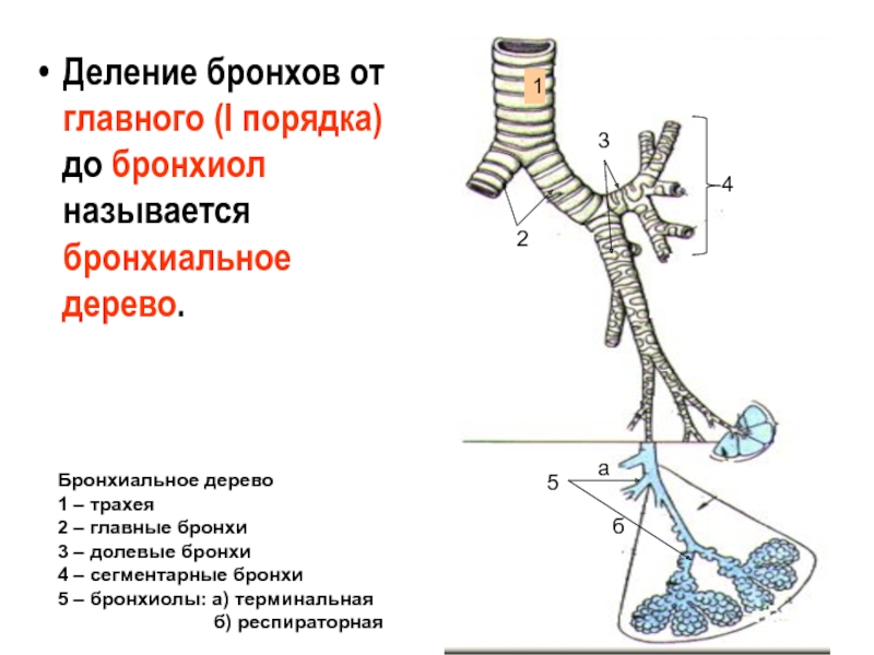 Нарисовать бронхиальное дерево