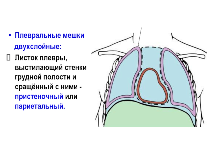 Какой цифрой на рисунке обозначена пристеночная плевра