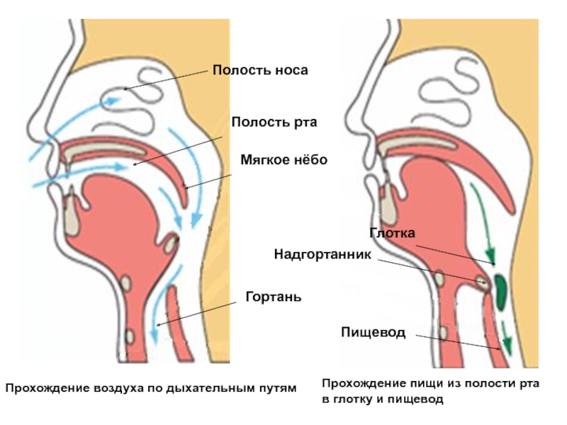 Гортань И Глотка Строение Фото Через Рот