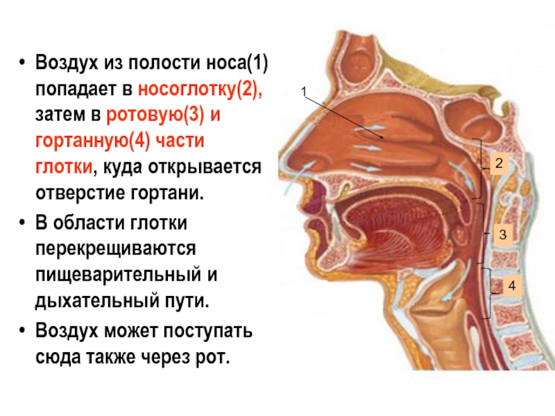 Строение носоглотки и ротоглотки человека фото и описание