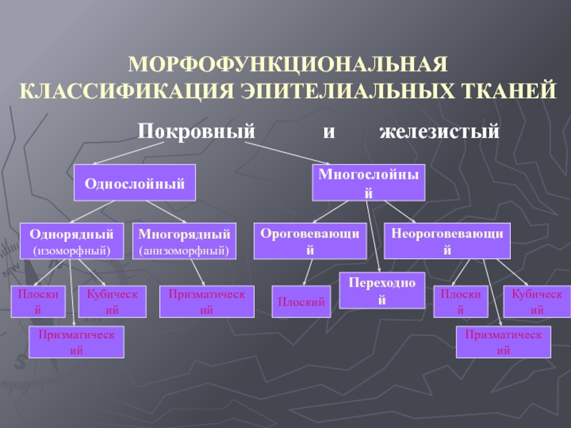 Классификация тканей презентация