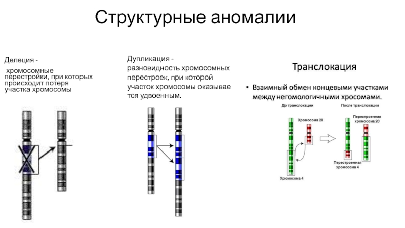 Рассмотрите фотографии хромосомных мутаций делеции инверсии дупликации