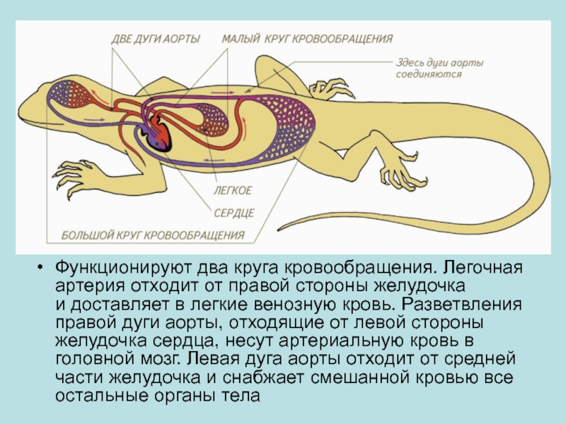 Кровообращение рептилий схема