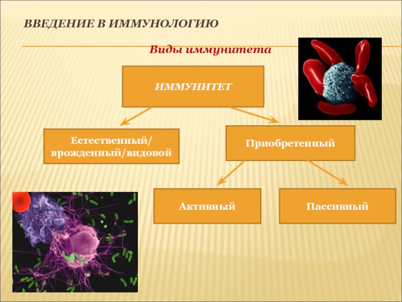 Презентация по иммунологии